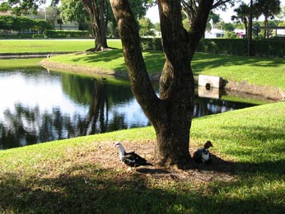 community_lake_duck