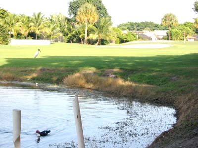 golf_course_egret