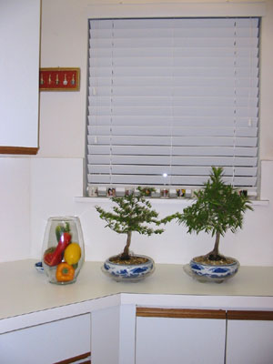 kitchen_bonzai