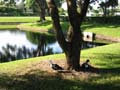 community_lake_duck
